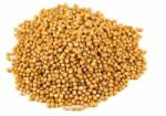Kertimag Seminte de MUSTAR, 1 kg, KERTIMAG (HCTG01433)