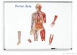 Learning Resources Az emberi test felépítése (mágneses) (LR-LER6044)