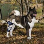  Balto - Ligatek - genunchieră reglabilă L