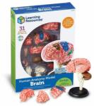 EDC Macheta creierul uman (EDC-2872)