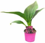  Canna Pink rózsaszín rózsanád 12-es cserépben