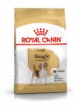 Royal Canin Beagle Adult 12kg + SURPRIZĂ PENTRU CÂINELE TĂU ! ! !