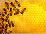 Ravensburger Puzzle Provocare Albine Si Fagure, 1000 Piese - Ravensburger (rvspa17362) Puzzle