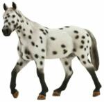 Mojo Appaloosa csődör (MJ387108)
