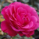  Rosa Bándearg cserepes rózsa