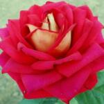  Rosa Buí - Dearg cserepes rózsa