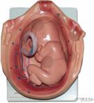 Conatex Terhesség sorozat - a magzat fejlődése (LabGear) (CX-1113189)