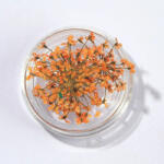  Szárított virág kis tégelyes - narancssárga