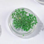  Szárított virág kis tégelyes - zöld