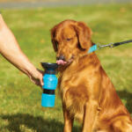 Essential Hordozható kutya itató, kulacs - Bárhol, bármikor megitathatod kedvencedet!
