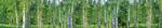  Nyírfaerdő, konyhai matrica hátfal, 350 cm (DMKI350-044)