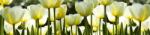  Fehér tulipánok, konyhai matrica hátfal, 260 cm (DMKI260-009)