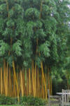  Aranysárga bambusz - Phyllostachys aureosulcata aureocaulis (aureocaulis)