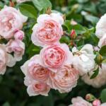 David Austin® Катерлива Роза The Generous Gardener®- David Austin®