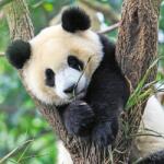 Ravensburger Puzzle Panda, Leu Si Tigru, 3X49 Piese (RVSPC05666) - ookee Puzzle