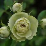 Meilland® Роза Lovely Green®