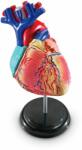 Learning Resources Anatómiai szív modell (LR3334)