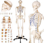 tectake Emberi anatómiai csontváz (400502)