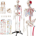 tectake Anatómiai modell emberi csontváz izmok és csontok jelölésével 180cm (400963)