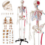 tectake Anatómiai emberi csontváz az izmok számozásával és jelölésével (401755)