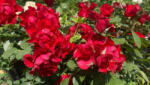  Black Forest Rose® - Feketeerdő rózsa - Konténeres