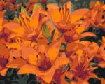  Festés számok szerint - Narancssárga liliom Méret: 40x50cm, Keretezés: Keret nélkül (csak a vászon)