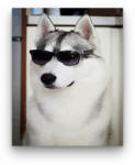 Számfestő Kutya napszemüvegben - számfestő készlet (crea010)