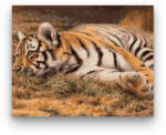 Számfestő Pihenő tigris - számfestő készlet (crea534)