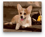  Welsh Corgi kutya - számfestő készlet