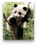 Számfestő Panda szieszta - számfestő készlet (crea229)