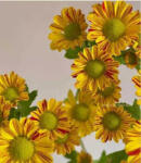 Számfestő Sárga Virágok - gyémántszemes kirakó (I15996)