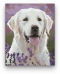  Kutya a levendulák között - számfestő készlet
