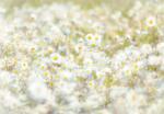 Komar / Consalnet Photomural "Daisies", 8 részes poszter, 368x254 cm, Colours - Imagine Ed. 5 8-994