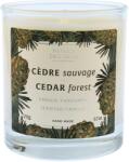 Panier des Sens Cedar Forest illatos gyertya 275 g