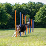 TRIXIE Slalom Pentru Caini, Fun Agility, Plastic, 3x115 cm, 12 buc, 3206