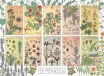 Cobble Hill 40191 - Botanicals by Verneuil - 1000 db-os puzzle (40191)
