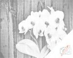  PontPöttyöző - Fehér orchidea Méret: 40x50cm, Keretezés: Fatáblával, Szín: Piros