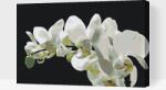  Festés számok szerint - Fehér orchidea 2 Méret: 40x60cm, Keretezés: Műanyagtáblával
