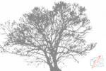  PontPöttyöző - Fekete-fehér fa Méret: 40x60cm, Keretezés: Fatáblával, Szín: Piros