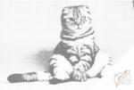  PontPöttyöző - Ülő macska Méret: 40x60cm, Keretezés: Műanyagtáblával, Szín: Piros