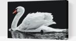  Festés számok szerint - Fehér hattyú Méret: 40x60cm, Keretezés: Műanyagtáblával
