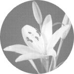  PontPöttyöző - Liliom Méret: 50x50cm, Keretezés: Műanyagtáblával, Szín: Piros