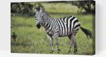  Festés számok szerint - Zebra a vadonban Méret: 40x60cm, Keretezés: Műanyagtáblával
