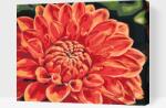 Festés számok szerint - Vörös dália Méret: 30x40cm, Keretezés: Műanyagtáblával