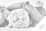  PontPöttyöző - Fáradt bulldog Méret: 40x60cm, Keretezés: Kartonlemezen, Szín: Kék