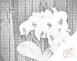  PontPöttyöző - Fehér orchidea Méret: 30x40cm, Keretezés: Műanyagtáblával, Szín: Fekete