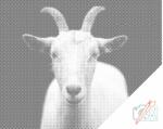  PontPöttyöző - Fehér kecske Méret: 40x50cm, Keretezés: Kartonlemezen, Szín: Fekete