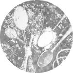  PontPöttyöző - Fűszerek Méret: 50x50cm, Keretezés: Műanyagtáblával, Szín: Piros