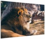 Mivali Tablou cu leul dormind, dintr-o bucată 100x70 cm (V021249V10070)