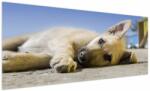 Mivali Tablou cu cățeluș dormind, dintr-o bucată 250x125 cm (V021202V250125)